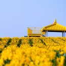 2025년 섬 수선화축제 이미지