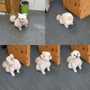 더사랑할개 이미지