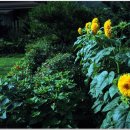 양지민박 이미지