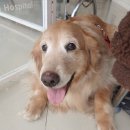 닥터에이스 동물병원 이미지