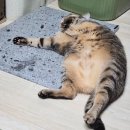 투인 - 수성구 | 여름철 고양이 강아지 필수템!! 투인플레이스 대리석 매트 구매 후기