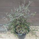 크로키아 이미지