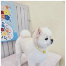 우리집강아지예쁘개 이미지