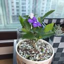 꽃향기그린