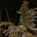 자작나무숲펜션 이미지