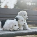 오케이독 이미지