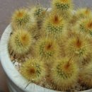 라벤더힐 이미지