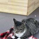 동물보육원 이미지