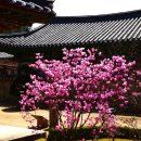 꽃뿌리다방