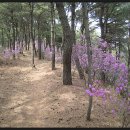 블루로드 C코스, 축산항 - 고래불해수욕장 이미지