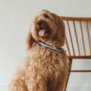 강아지사랑 이미지