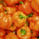 치악산농장 이미지