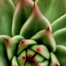 라온하제 이미지