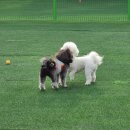 애견카페,애견유치원 멍선생 이미지