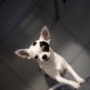 진접동물병원 이미지