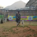 노블레스 독 이미지