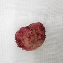 Dr.K 종합동물병원 | 분당 강아지 방광결석 수술｜스트루바이트·칼슘옥살레이트 재발 관리 – 성남P&amp;P동물병원