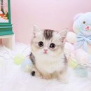 미유펫강아지고양이 - 수원시 장안구 정조로 970 | 미유펫강아지고양이