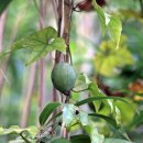 하늘타리 이미지