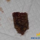 Dr.dog동물의료센터 이미지