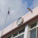 내기초 신영분교 한국일보