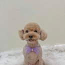 멍실멍실 이미지