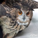 [청주] 양계장 닭 11마리 절도 및 경찰 위협 혐의범 무혐의 처분, 재발우려 가능성↑ 이미지