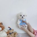 보니또따 이미지