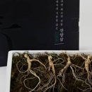 강원산양삼 이미지