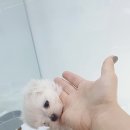 Dog Salon 이미지