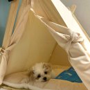 (주)어바웃퍼피 | 강아지 하품하는 이유, 반려견 도서 추천 올 어바웃 퍼피