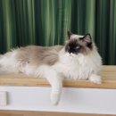 랙돌카페냐옹 이미지