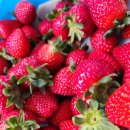 농부인푸드 | 🍓 마트 딸기는 왜 밍밍할까? 농부가 폭로하는 '농장 직거래' 딸기가 무조건 맛있는 진짜 이유!