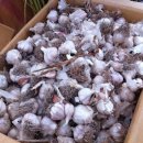 정례농장 이미지