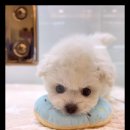 아이 러브 독 이미지