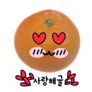 살롱도르