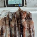 연휴전 마지막발송!!) 대왕사이즈 활전복, 손질초코오징어 말복특가로 저렴하게 맛보세요~!! 이미지