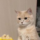 닥터뉴트리푸드 이미지