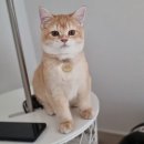 다나동물의료센터 이미지