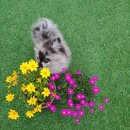 곤지암 동물병원 이미지