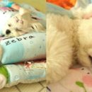 개린이 유치원 이미지