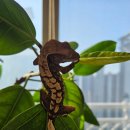 샤방샤방 이미지