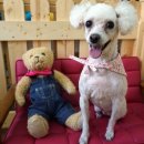 보리네펫살롱 이미지