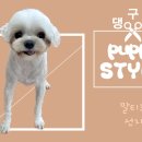 댕구르강아지유치원 네이버블로그