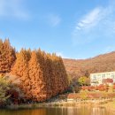 씨유 용인외대사거리점 | 용인 한국외대 명수당 가을 나들이 기록: 11월 중순 단풍 절정, 주차정보, 힐링 산책 코스