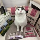 노첨길 | 동결건조 사료 ㅣ 바이탈에센셜 고양이 고단백 치킨 미니닙스 내돈내산 후기