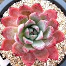 포에버농장 이미지