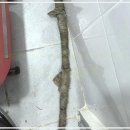 누수탐지변기막힘싱크대막힘수도설비집수리를 써보고 느낀 솔직 후기!