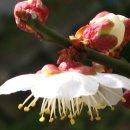 아침이슬 이미지