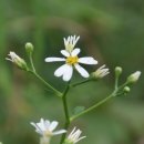 도깨비풀 이미지